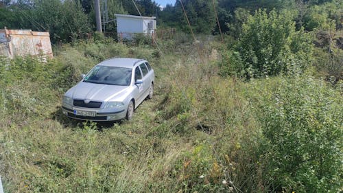 Ingyenes stockfotó barna fű témában