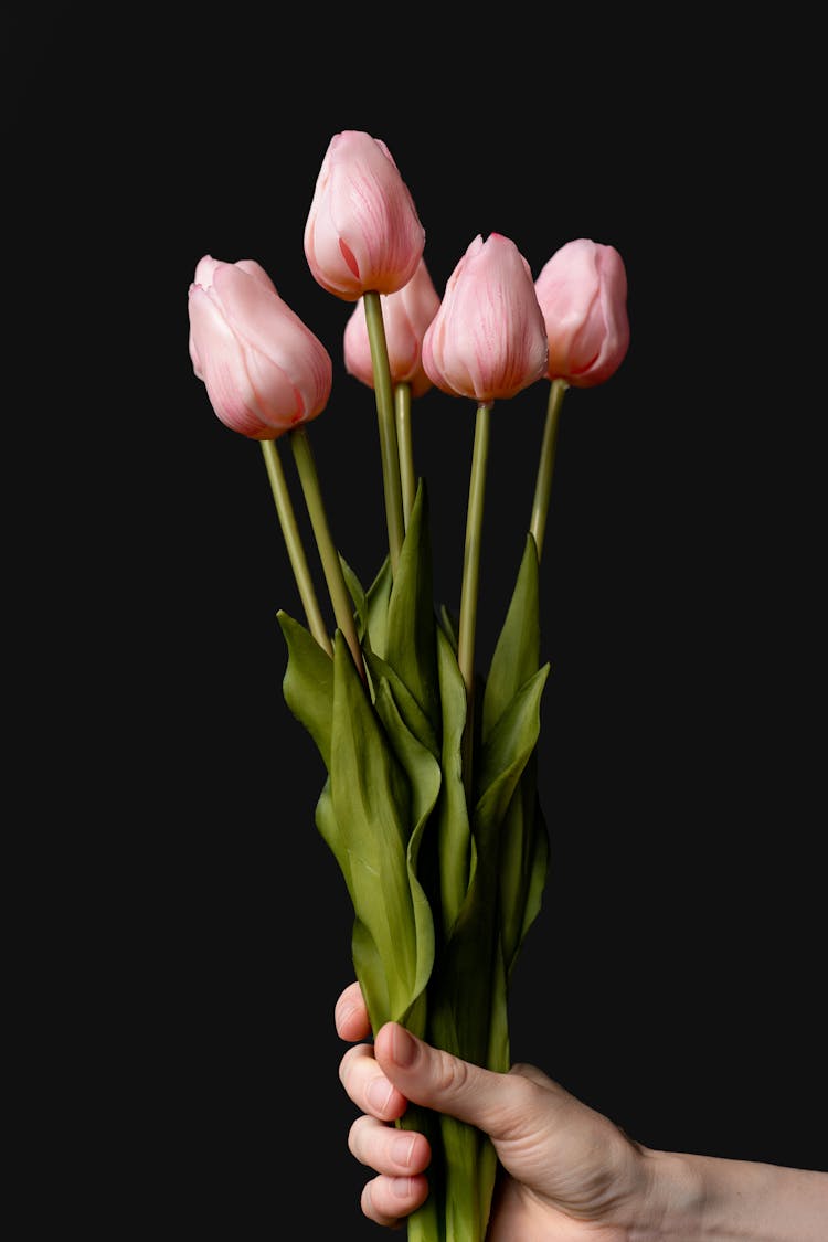 Hand Holding Pink Tulips