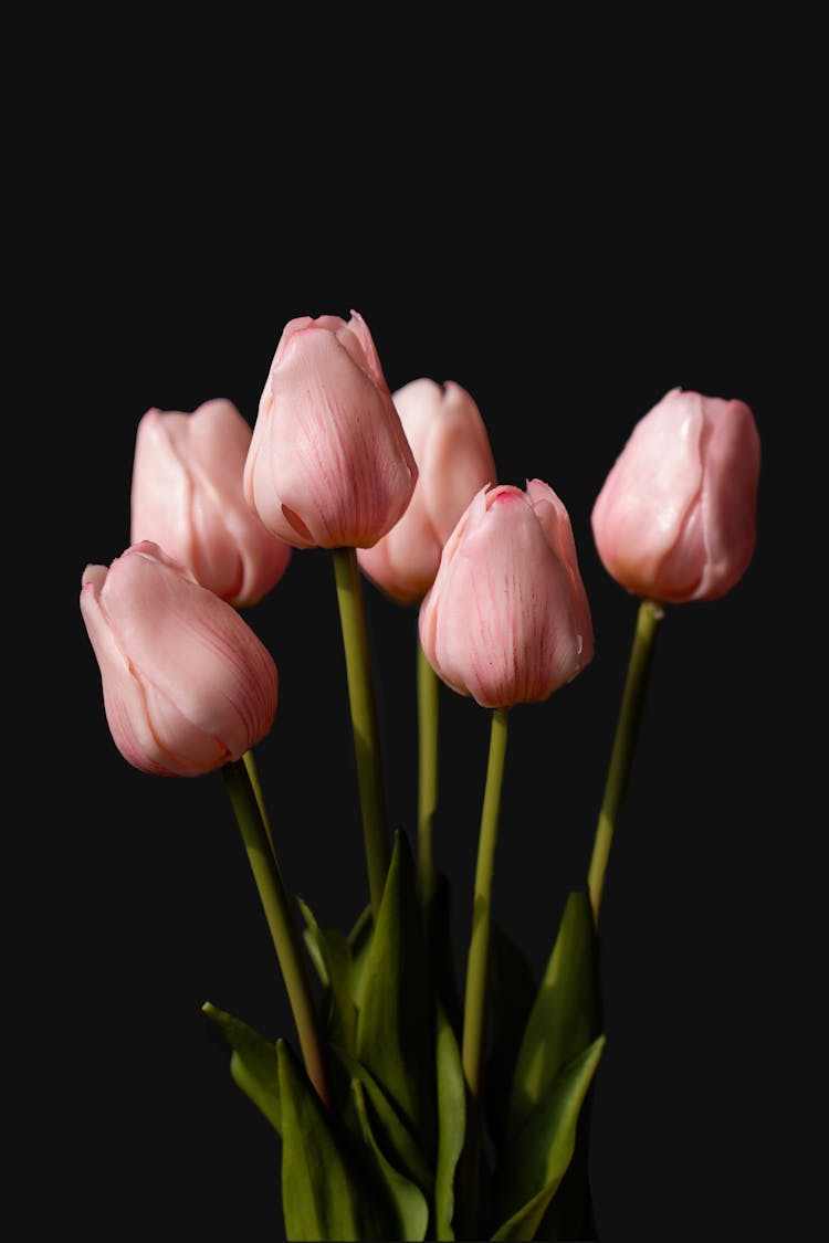 Close-up Of Pink Tulips 