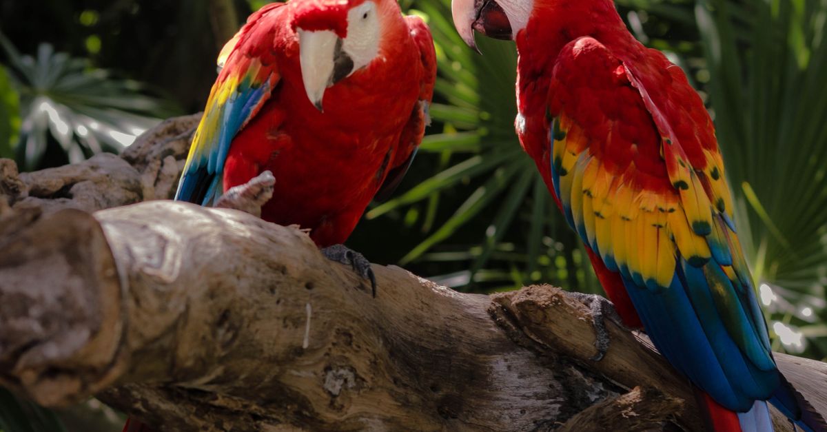 Two Macaws on a Tree Branch · Free Stock Photo