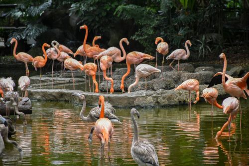 Free A vibrant group of flamingos relaxing near a serene lake in natural habitat. Stock Photo
