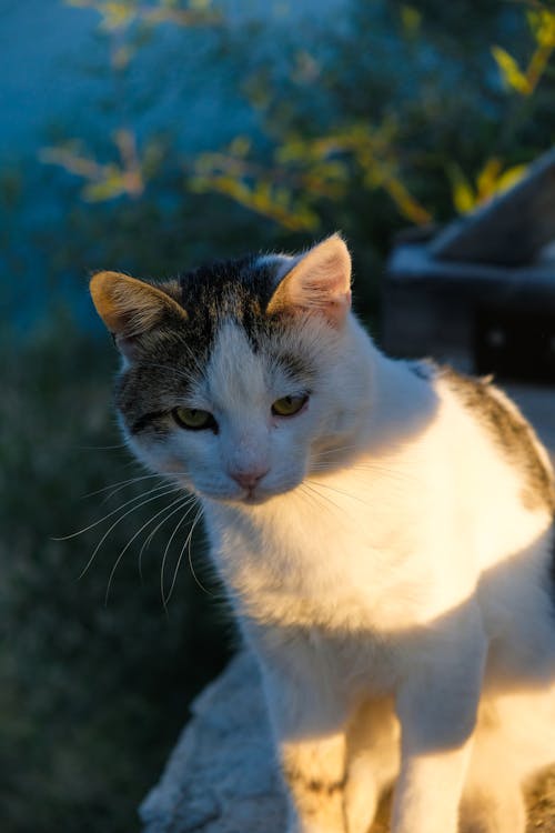 Foto d'estoc gratuïta de cap, fons de pantalla per al mòbil, fotografia d'animals