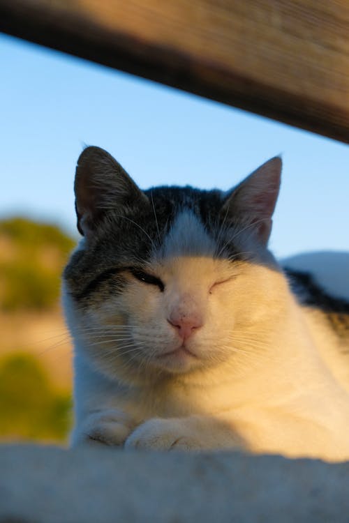 Foto d'estoc gratuïta de cap, fons de pantalla per al mòbil, fotografia d'animals