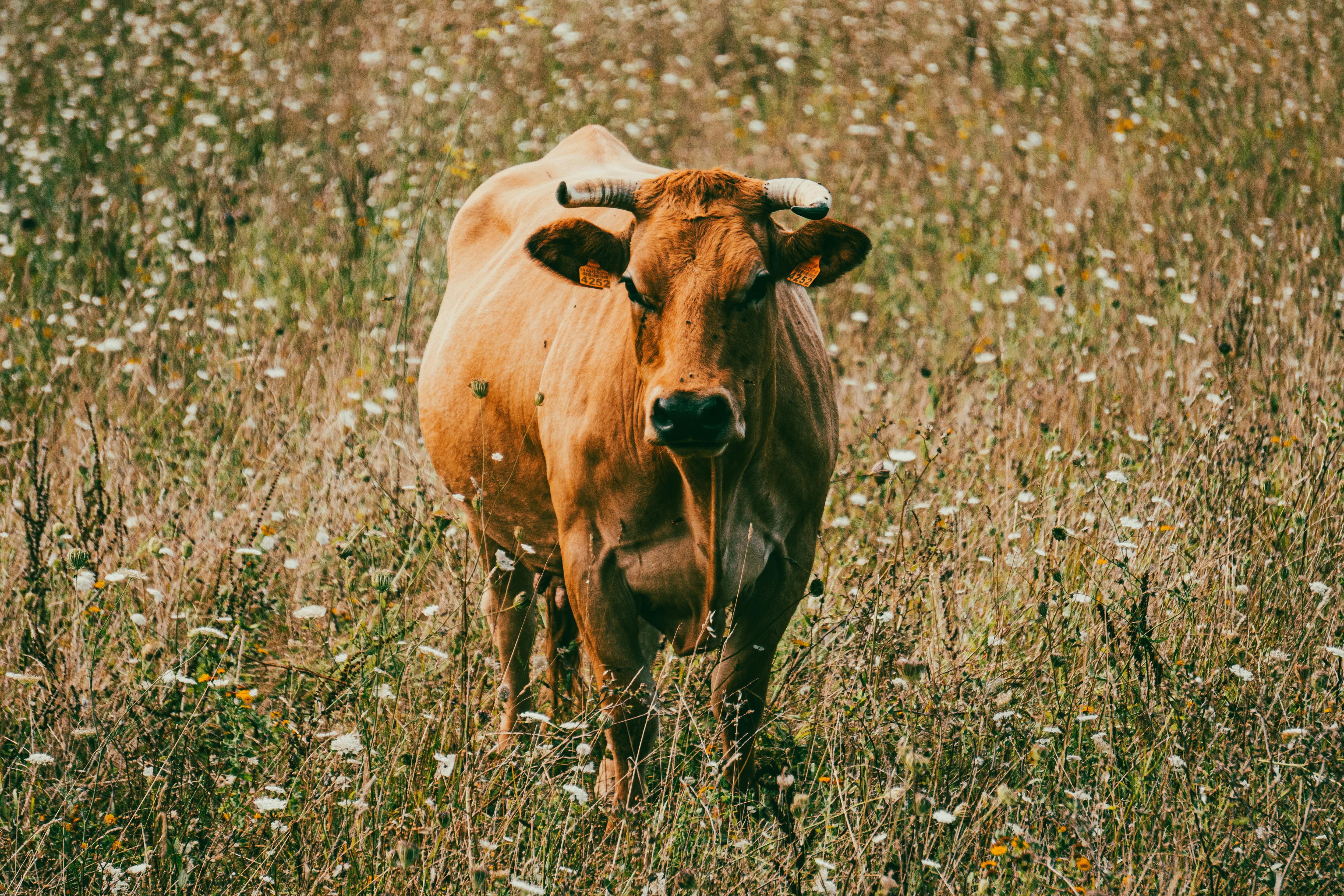 sahiwal cow black