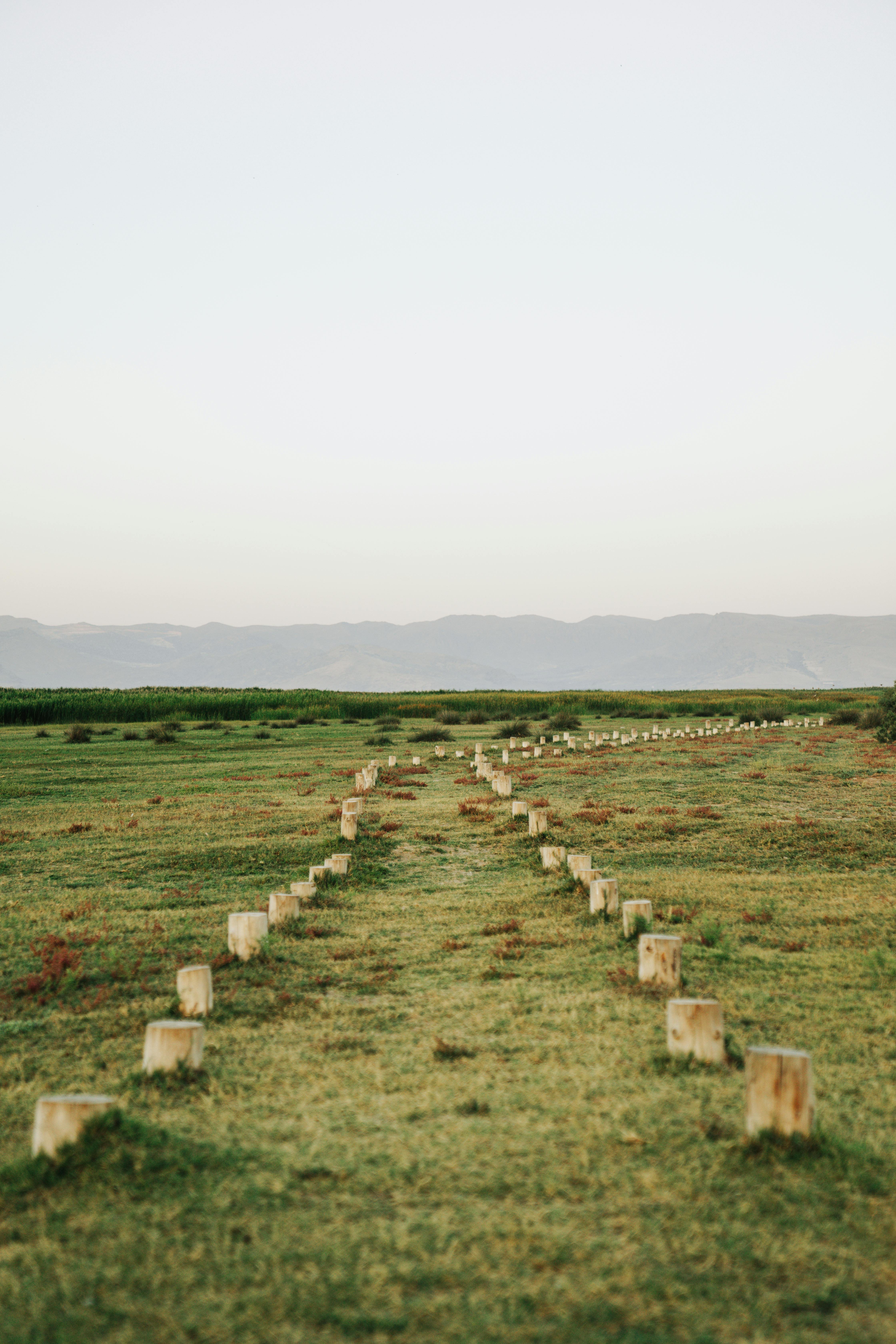 A tranquil landscape with a path through lush grasslands and distant hills at dawn.