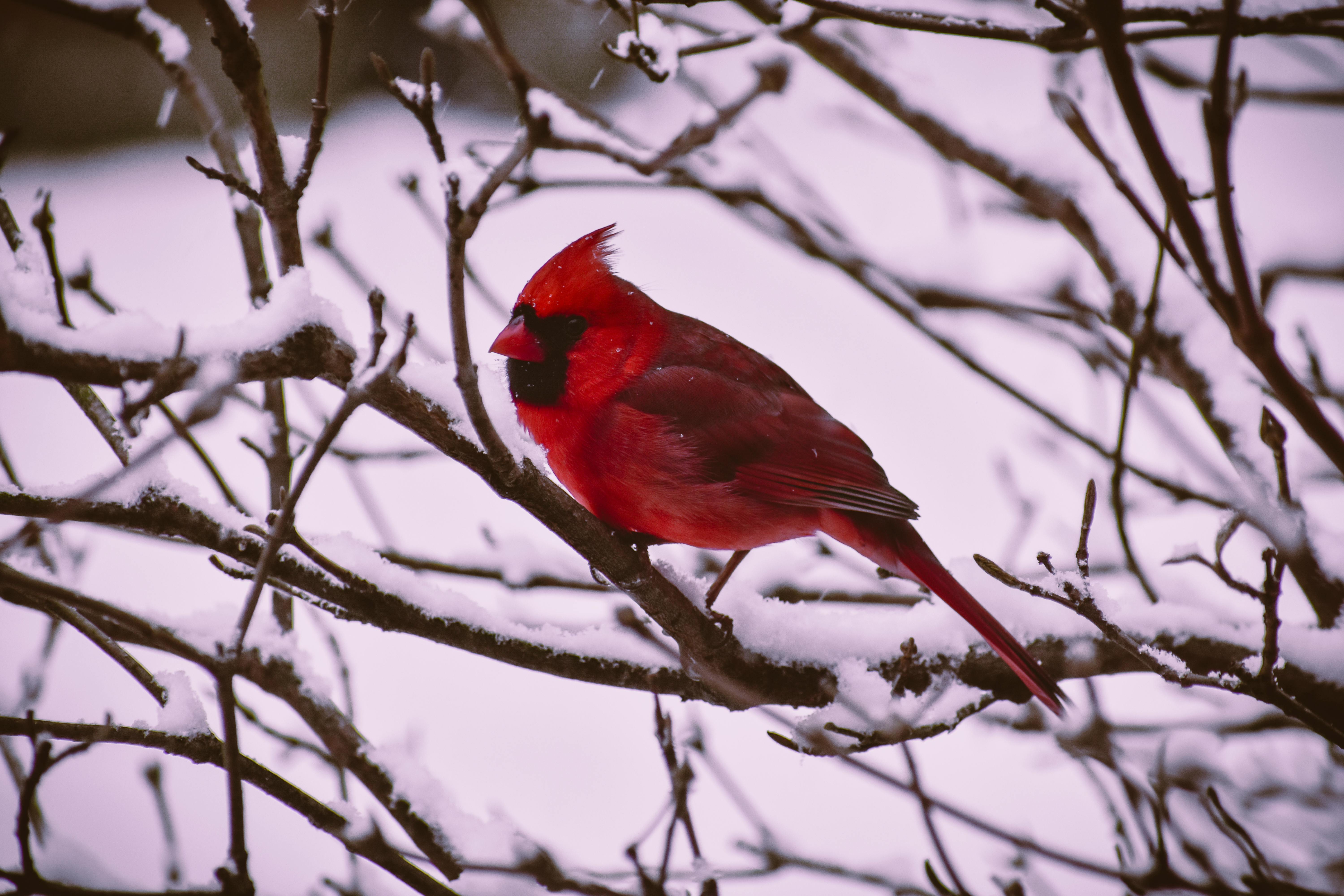 red and black bird illustration