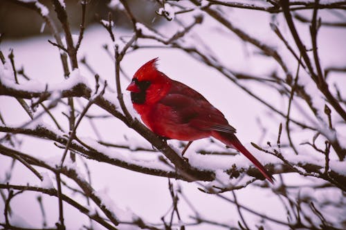 Free Red and Black Bird Illustration Stock Photo