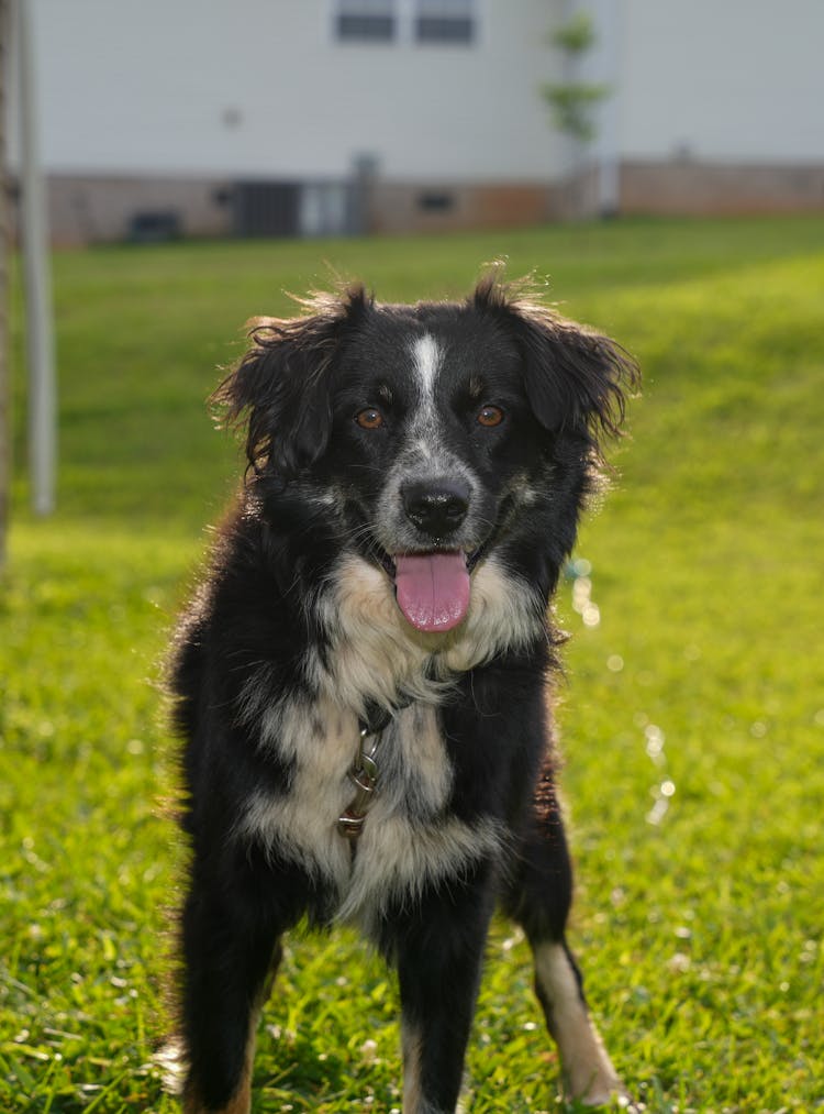 Dog On The Grass In The Yard