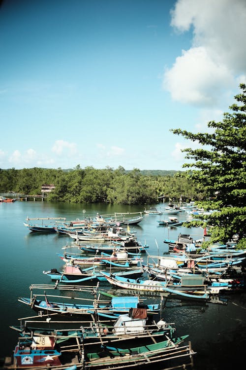 Foto profissional grátis de ancorado, barcos, floresta