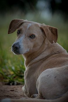 Charming domestic dog lying on grass, gazing back, in a peaceful outdoor setting.