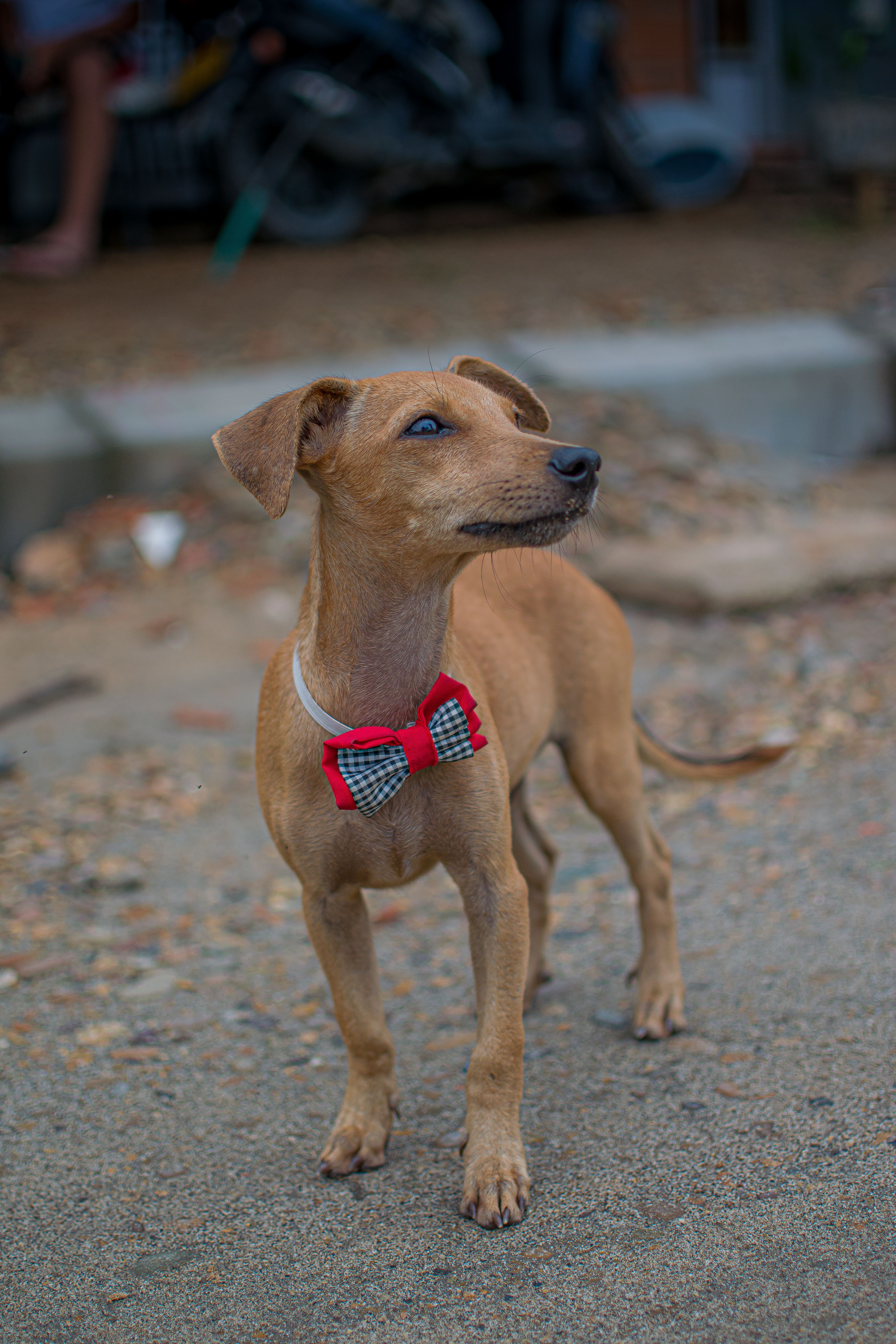 A Small Dog Wearing a Bow Tie · Free Stock Photo