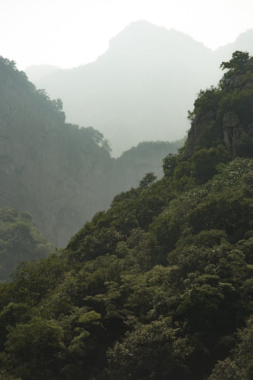 View of Mountains Covered with Trees in Fog 