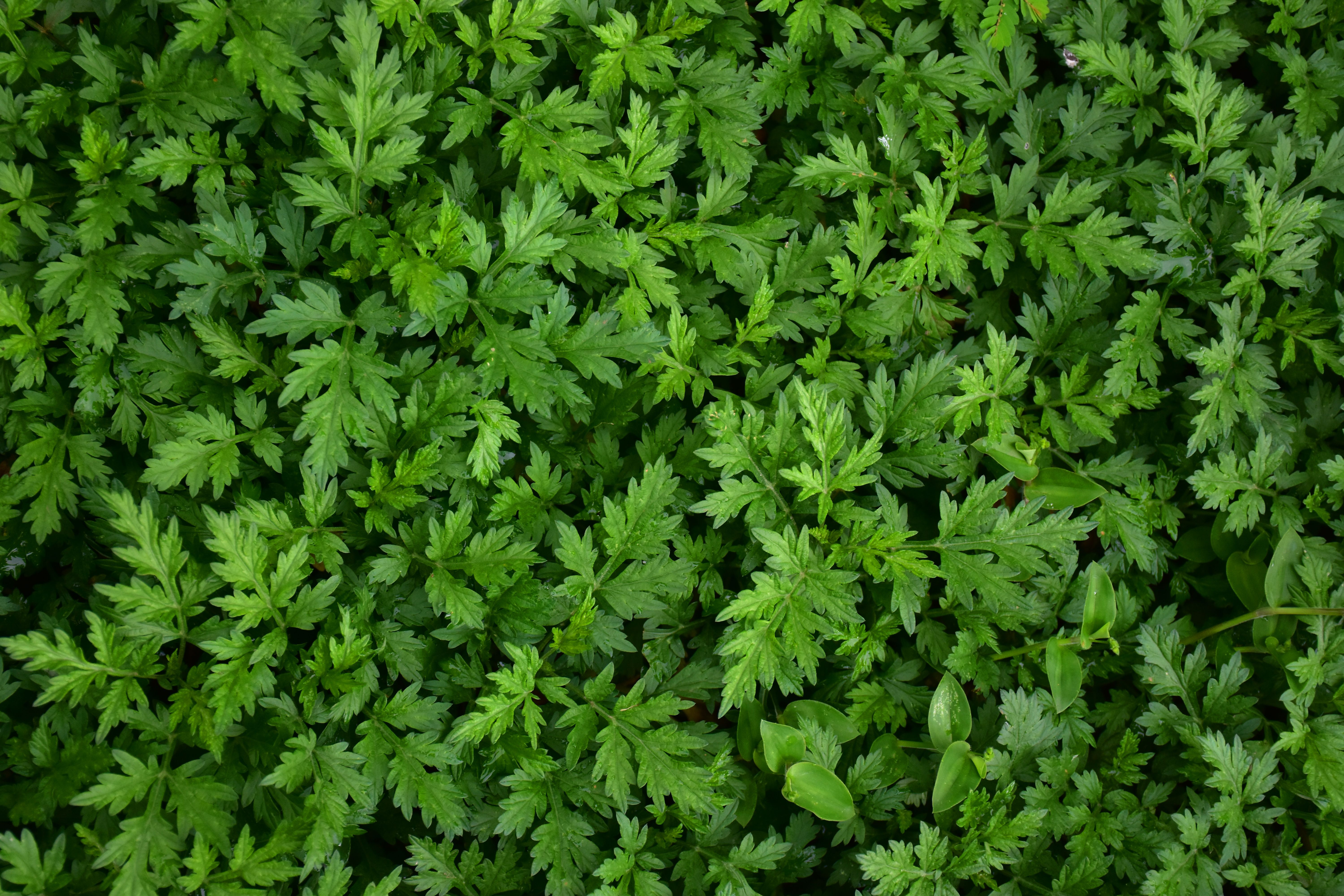 Close-up of dense green leaves forming a natural, lush background.