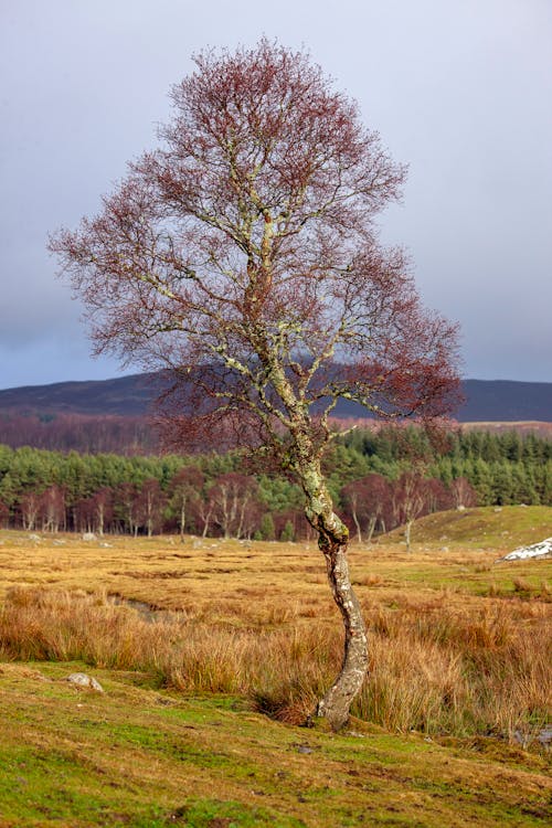 ağaç, çim, dağlık arazi içeren Ücretsiz stok fotoğraf