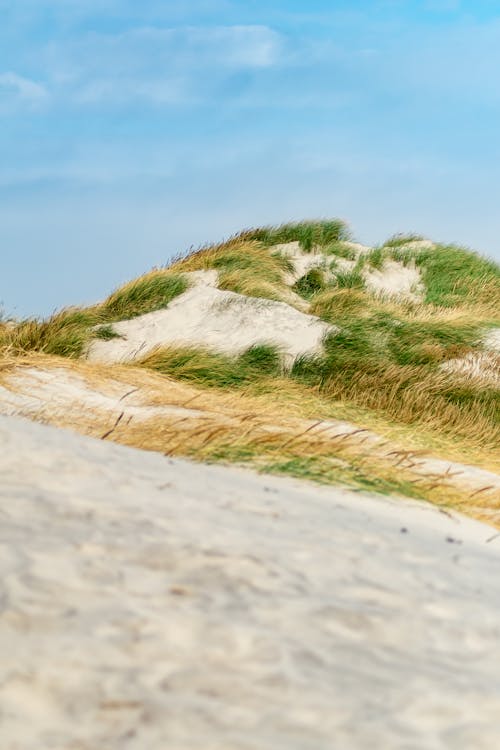 Photos gratuites de bord de mer, croissance, dune