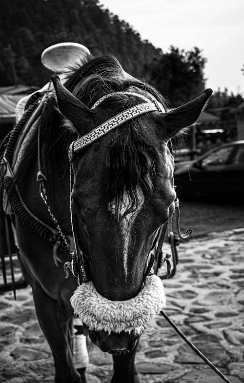 Foto profissional grátis de arreios, cabeça, cavalo