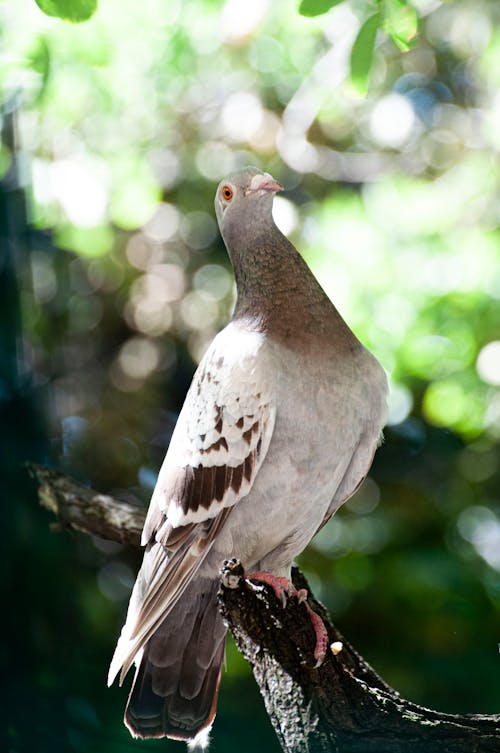 Foto profissional grátis de animal, ave, de madeira