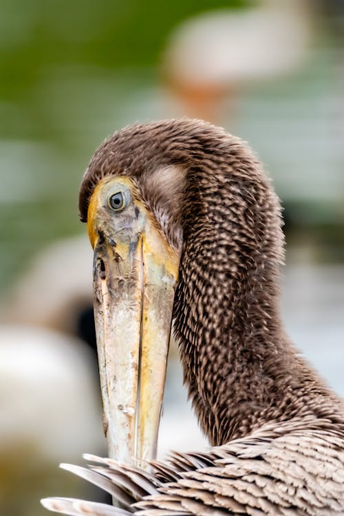 Foto profissional grátis de animais selvagens, animal, ave