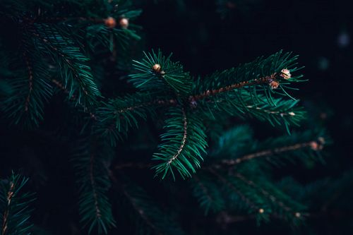 Free Dark and moody close-up of an evergreen tree branch showcasing needles, ideal for winter themes. Stock Photo