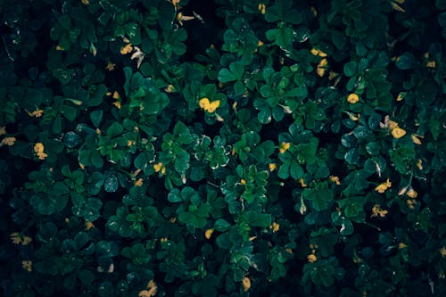관목, 나뭇잎, 노란색의 무료 스톡 사진