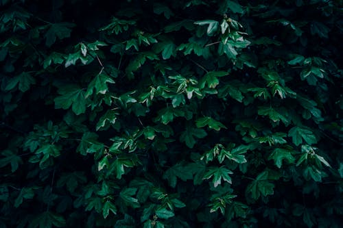 Foto profissional grátis de ecológico, escuro, flora