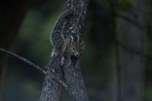 그레이, 나무, 다람쥐의 무료 스톡 사진