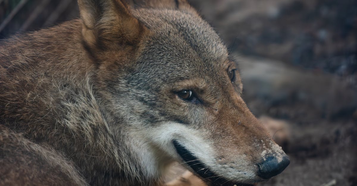 Coyote Lying on Cage · Free Stock Photo