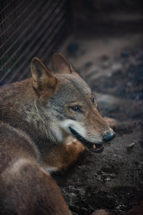 Coyote Lying on Cage · Free Stock Photo