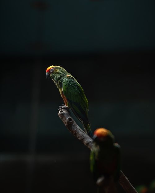 Free Close-up of a golden-capped parakeet perched on a branch, showcasing vibrant colors and natural wildlife. Stock Photo