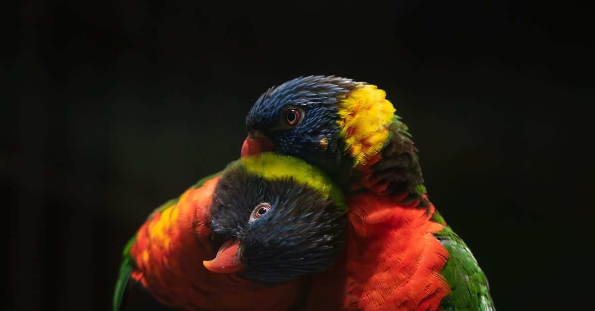 Hugging Parots Embracing Parrots on Bench · Free Stock Photo