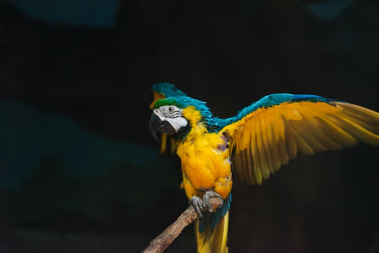 Yellow And Blue Macaw Parrot With Spread Wings