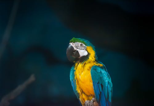 Photo of a Macaw Parrot