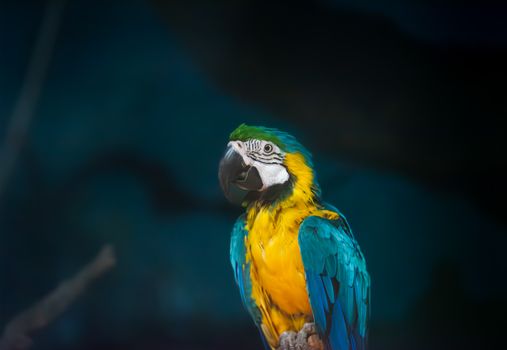 parrot photo