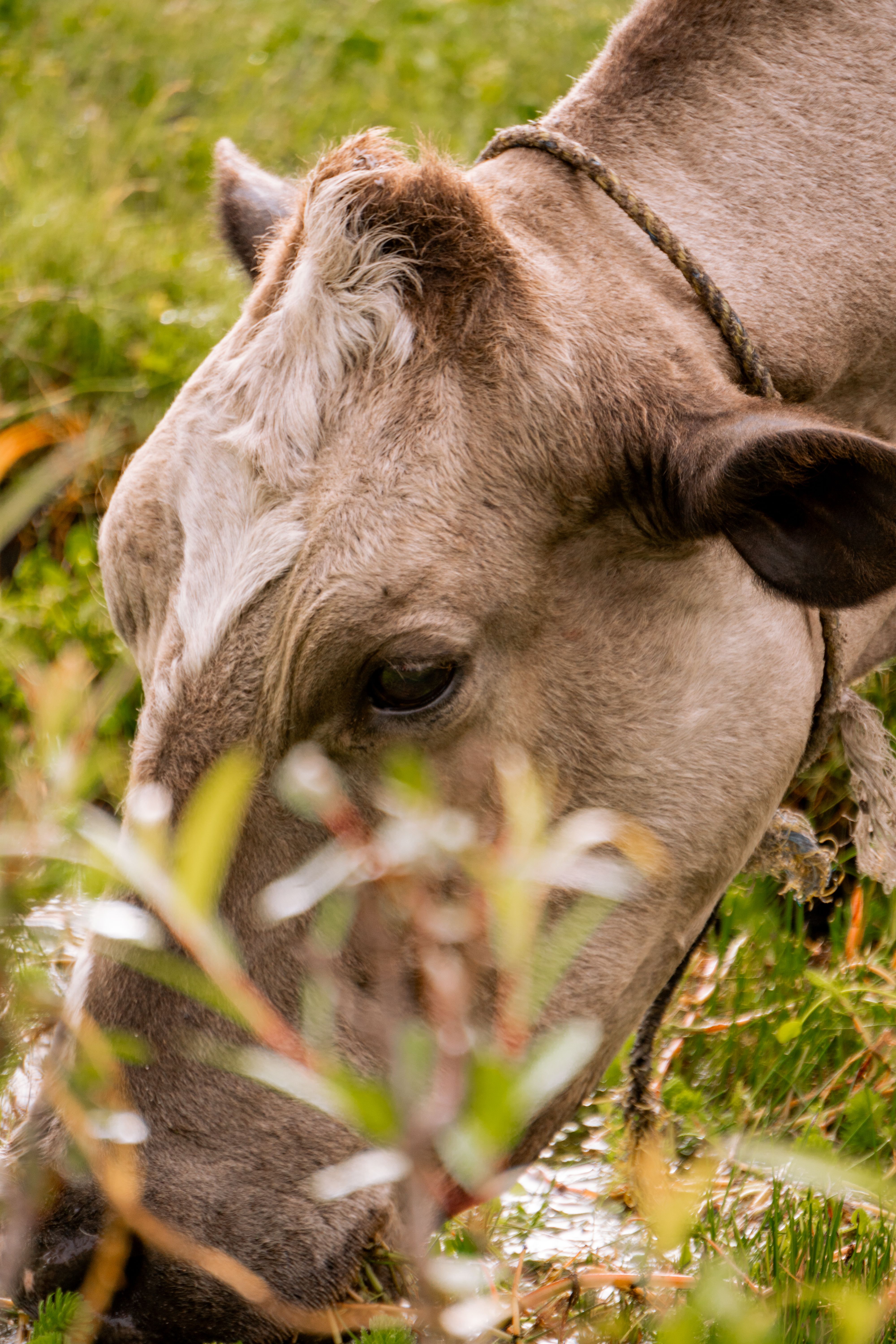 Portrait of a Cow on a Meadow · Free Stock Photo