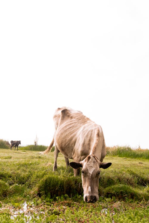 Základová fotografie zdarma na téma fotografování zvířat, hospodářská zvířata, kráva
