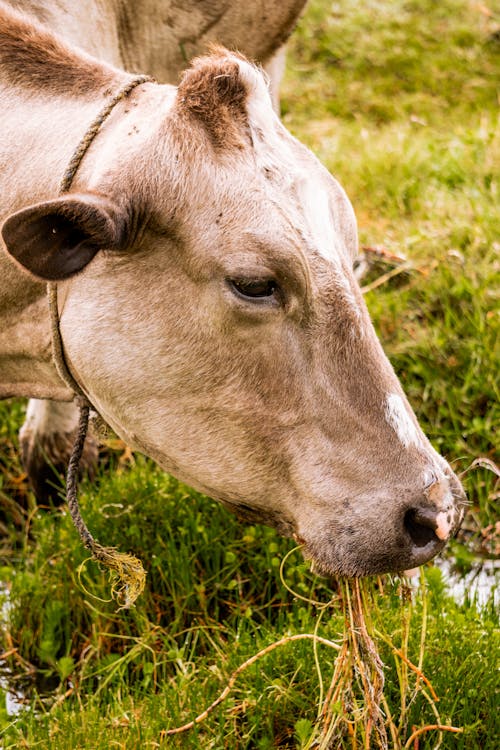 Head of Cow