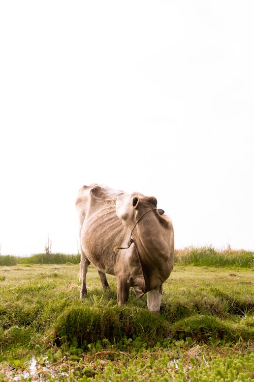 Kostenloses Stock Foto zu außerorts, grasfläche, kuh