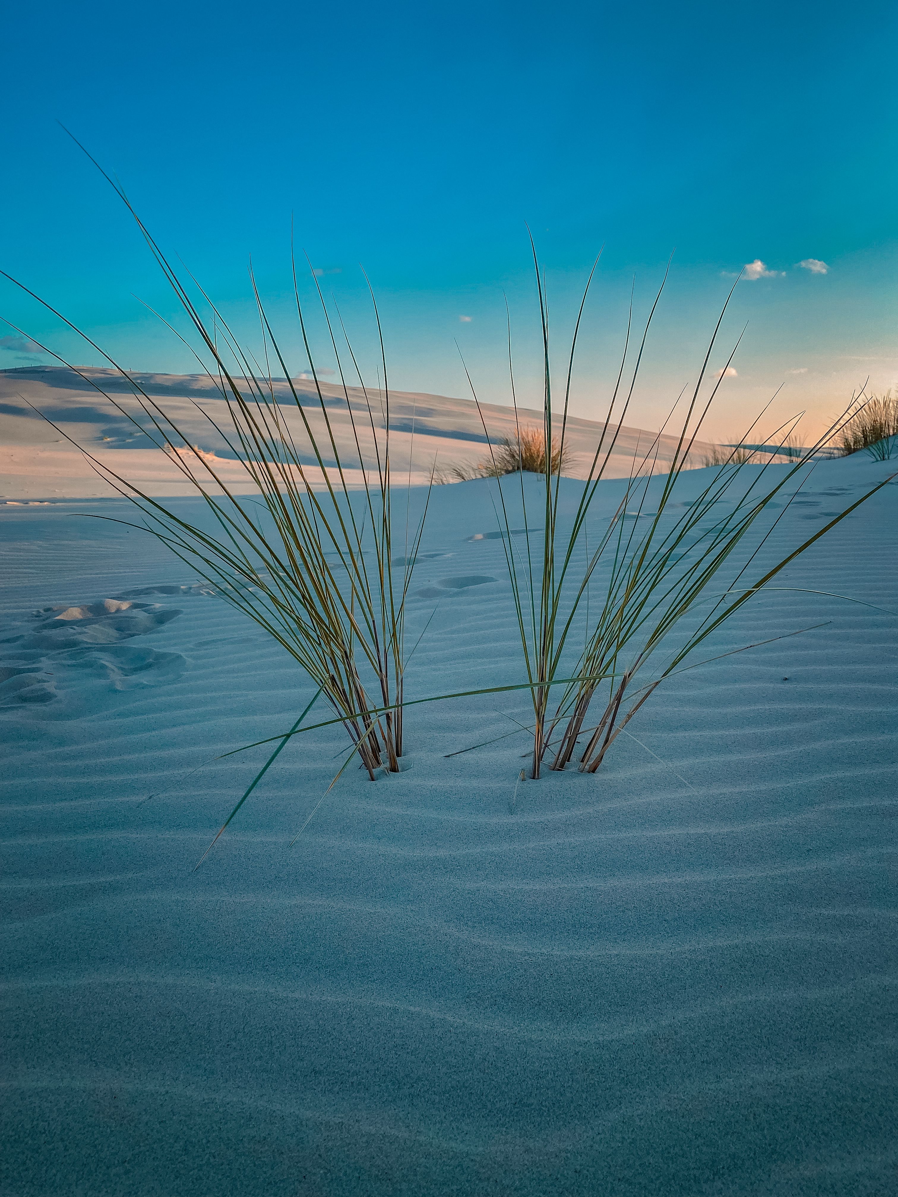 Grass Sticking Out of the Sand on a Dune · Free Stock Photo