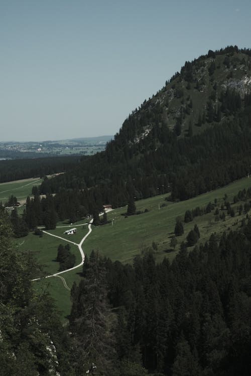 Forest and Hill in Countryside