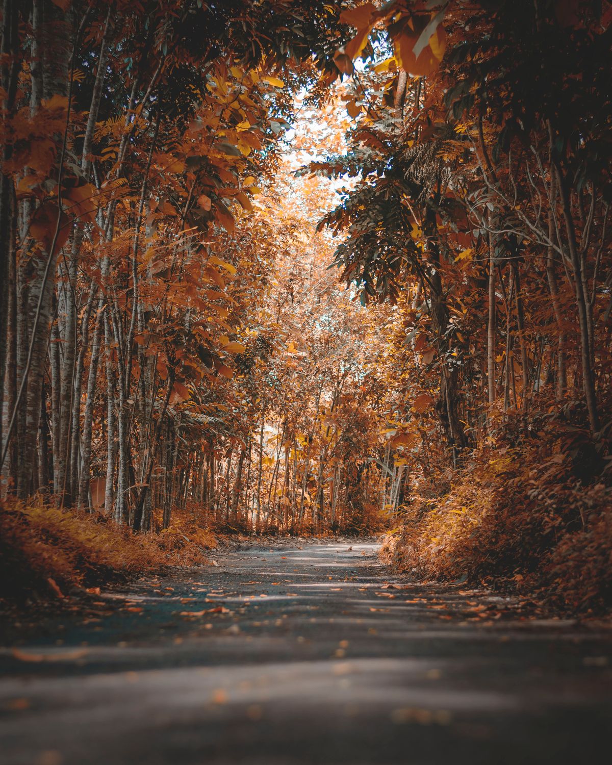 Fall Colors at Season's Eden: Autumn Glamping in Missouri