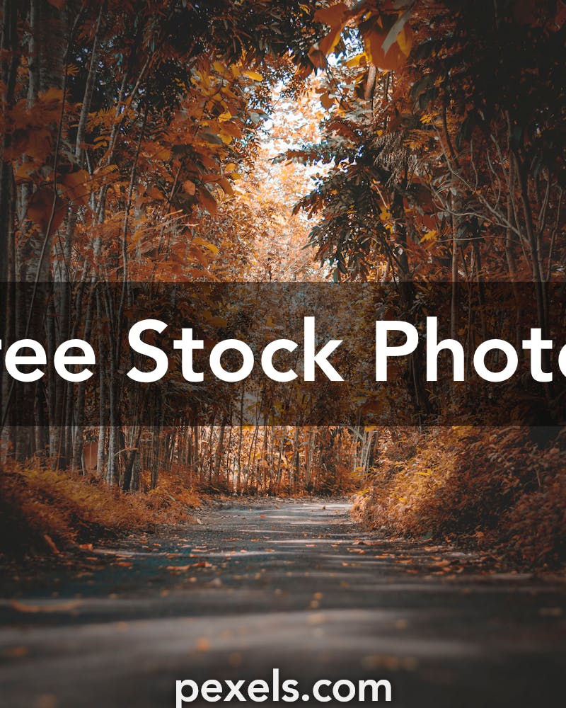 Scene Photos, Download The BEST Free Scene Stock Photos & HD Images