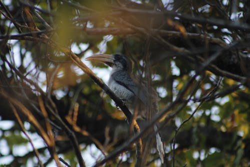 Sri Lanka Grey Hornbill 