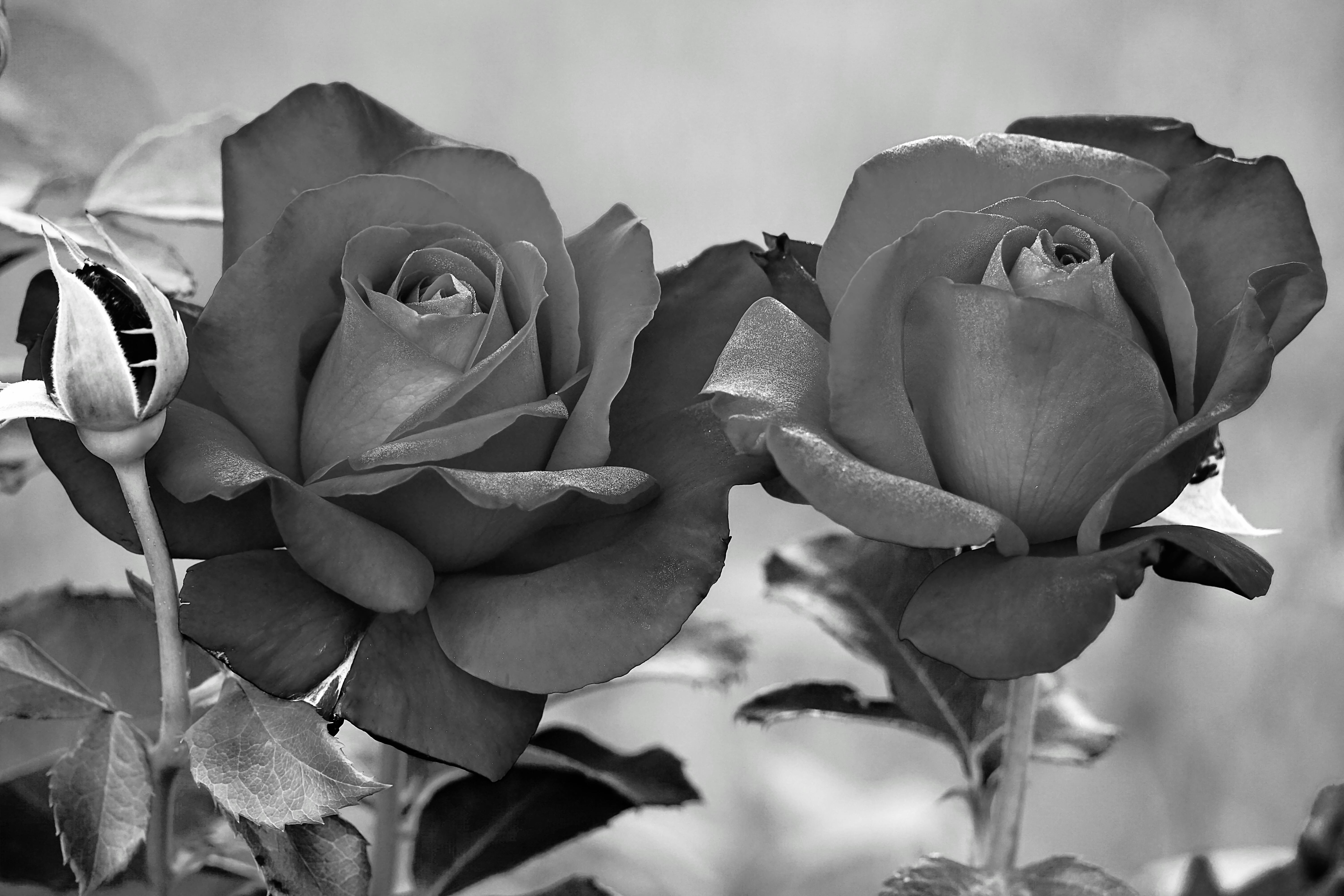 Rose Like Photos, Download The BEST Free Rose Like Stock Photos & HD Images