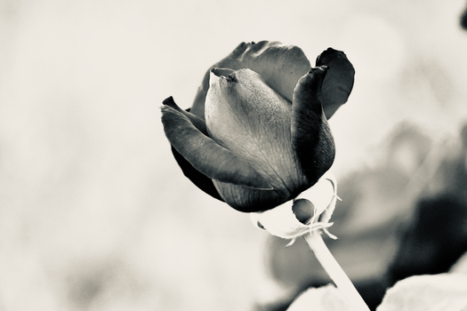A striking black and white close-up of a rose bud, highlighting nature's beauty.