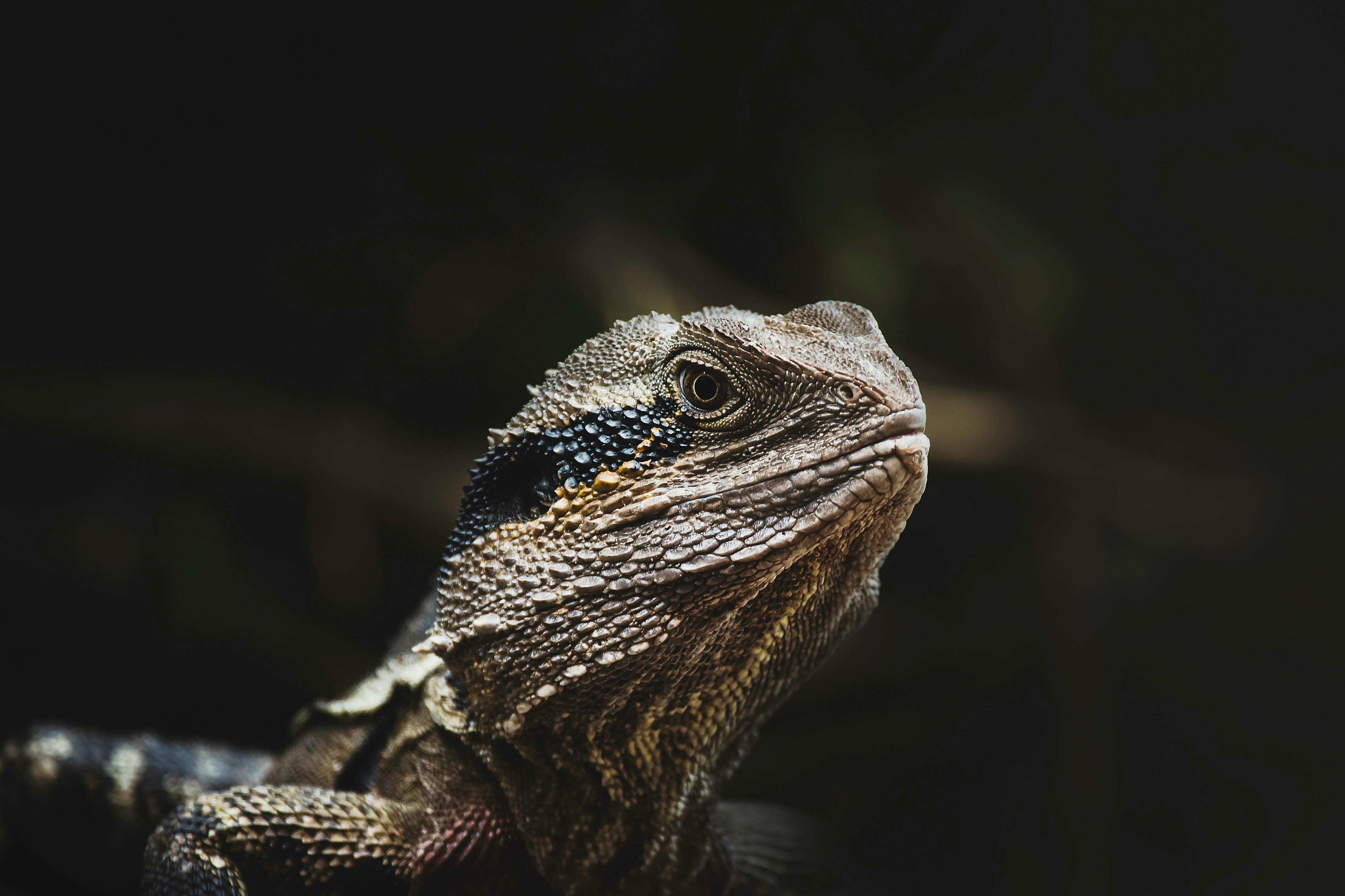 Reptile Separation Anxiety: Signs And Coping Strategies