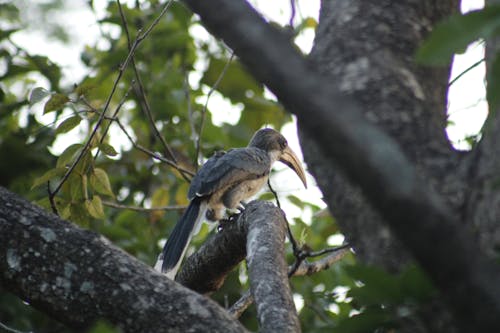 動物, 斯里蘭卡, 森林 的 免费素材图片