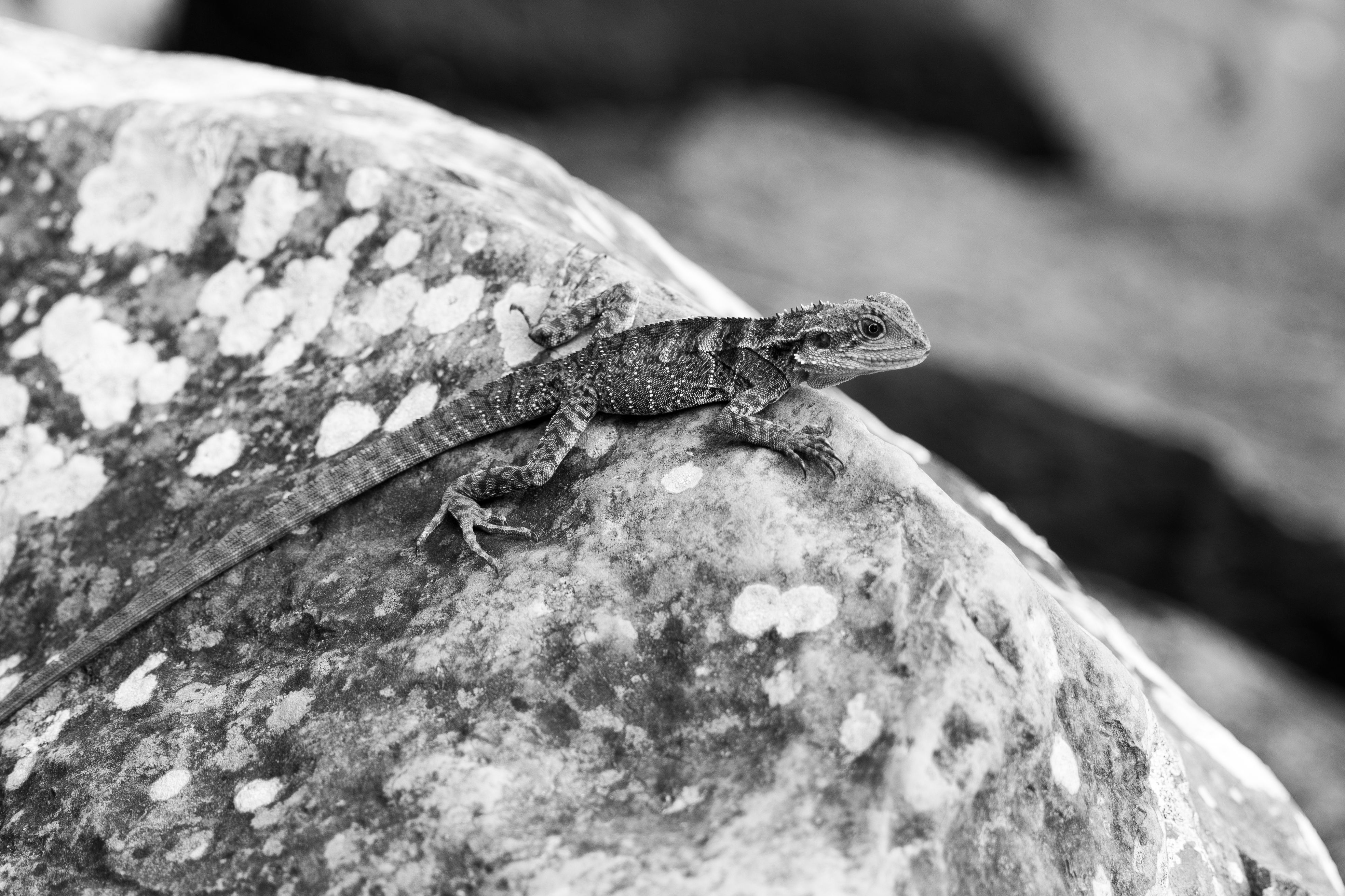 wild-scotland-photos-download-the-best-free-wild-scotland-stock-photos