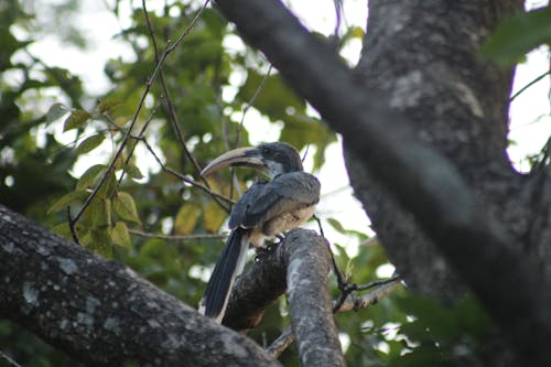Sri Lanka Grey Hornbill 