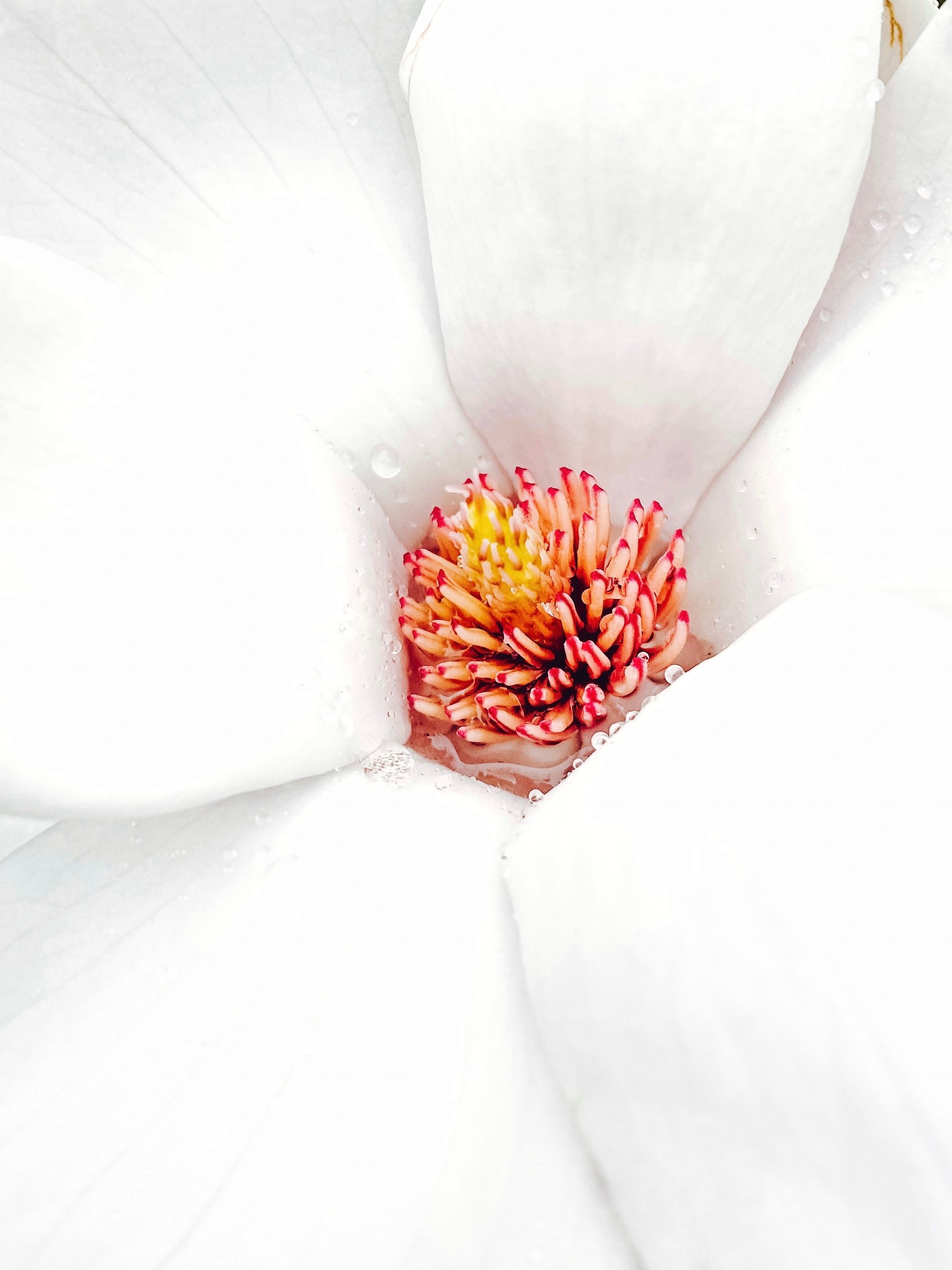 Free Detailed macro shot of white flower petals surrounding vibrant red stamens with dew. Stock Photo