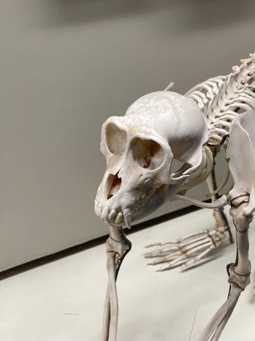 Skeleton of Animal